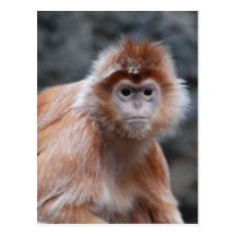 Langur-Postkarte