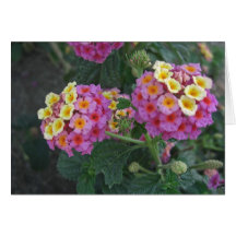 Lantana 1 grußkarten