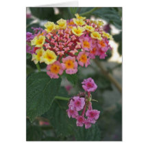 Lantana 2 karte