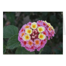 Lantana 3 karten