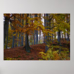 Laubwald Posterdrucke