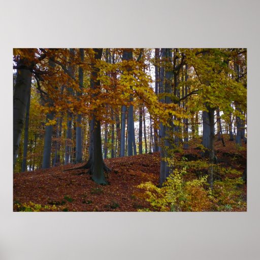Laubwald Posterdrucke