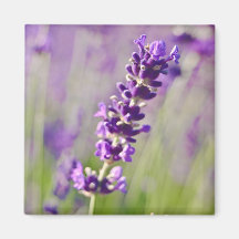 Lavendar | Lavendel Kühlschrankmagnete