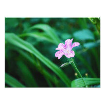 Lavendel-Blume Fotografische Drucke