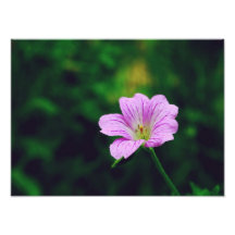Lavendel-Blume Kunstfoto