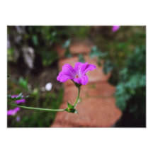 Lavendel-Blume Kunstfoto