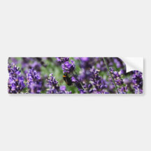 Lavendel fängt Autoaufkleber auf