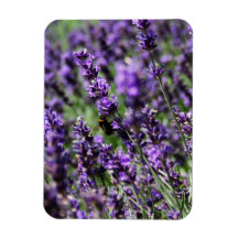 Lavendel fängt erstklassigen Magneten auf