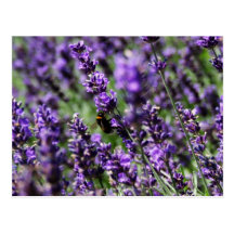 Lavendel fängt Postkarte auf