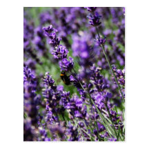 Lavendel fängt Postkarte auf