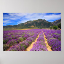 Lavendel-Felder für immer Posterdrucke