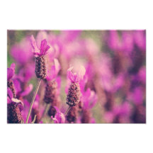 Lavendel-Garten-Foto mit Damast-Strudeln