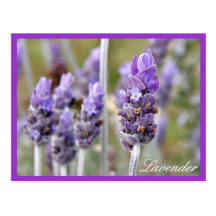 Lavendel in der Blütenpostkarte