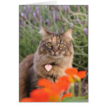 Lavendel, Kapuzinerkäse und eine Schildpatt-Katze Grußkarten