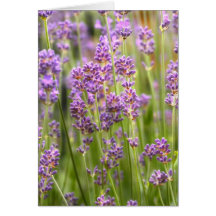 Lavendel Karte