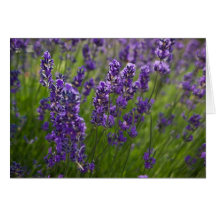 Lavendel | Lavendel Grußkarte