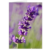 Lavendel | Lavendel Karten