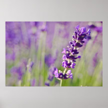 Lavendel | Lavendel Posterdrucke