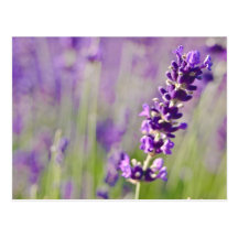 Lavendel | Lavendel Postkarten