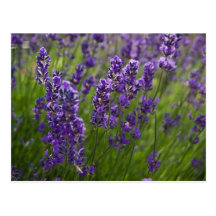 Lavendel | Lavendel Postkarten