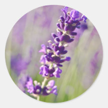 Lavendel | Lavendel Runder Aufkleber