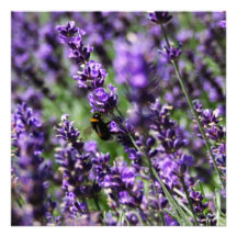 Lavendel stellt Einladung auf
