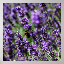 Lavendel stellt Plakat auf