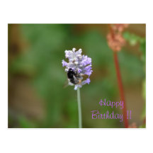 Lavendelblüte mit Hummel Postkarten