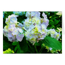 LavendelHydrangea im Garten Karten