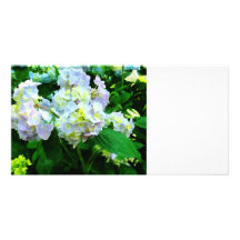Lavender Hydrangea in Garden Photo Greeting Card