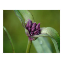 Lavender Spiderwort Flower Postcard