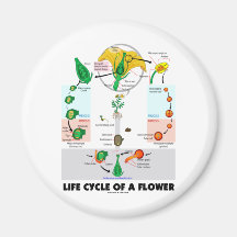 Leben Cyle einer Blume (Angiosperme) Kühlschrankmagnete