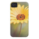 Lebendes Leben mutig iPhone 4 Etuis