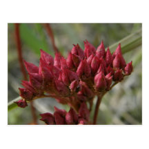 Leder-leaved Saxifrage, Unalaska Insel Postkarten