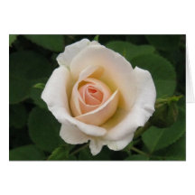 Leer-Creme Rose Grußkarten