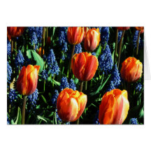 Leere Gruß-Karte der Tulpe-12