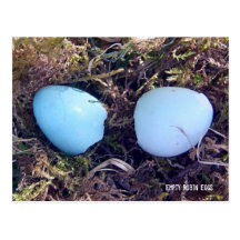 Leerer Robin Eggs Postkarte