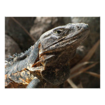 Leguan, der heraus Sie überprüft Foto Druck