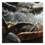 Leguan-Haut-Detail Photographie