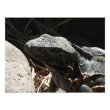 Leguan in den Schatten Foto