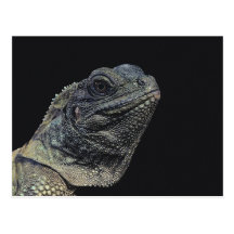 Leguan-Nahaufnahme Postkarte