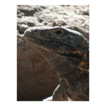 Leguan-Porträt Photographien