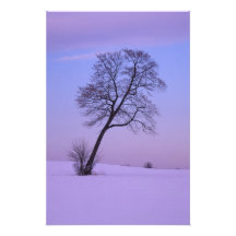 Lehnender Baum auf Snowy-Gebiet; Chippewa County; Foto Druck