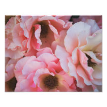 Leichte rosa Rosen-Blüte - Blumenphotographie