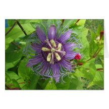 Leidenschafts-Blume 012 Karten