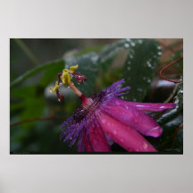 Leidenschafts-Blumen-Plakate