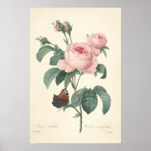 Leinwand-Druck Rosa Centifolia Poster