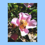 Leinwanddruck - Biene auf einer wilden Rose leinwanddrucke