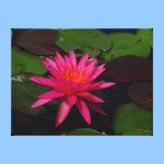 Leinwanddruck - rosa Wasserlilie leinwanddrucke