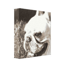 Leinwandkunstdruck der französischen Bulldogge Leinwanddrucke
